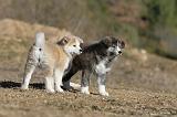 AKITA INU 104